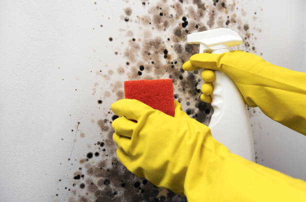 Professional Mold Removal in Hernando, FL