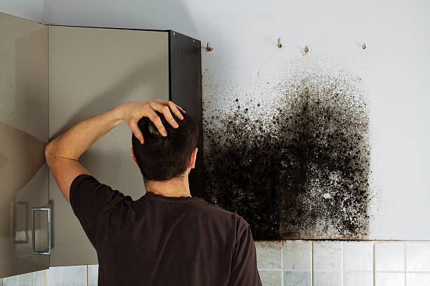 Best Mold Damage Repair  in Hernando, FL
